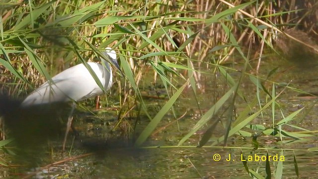 Little Egret - ML620666169