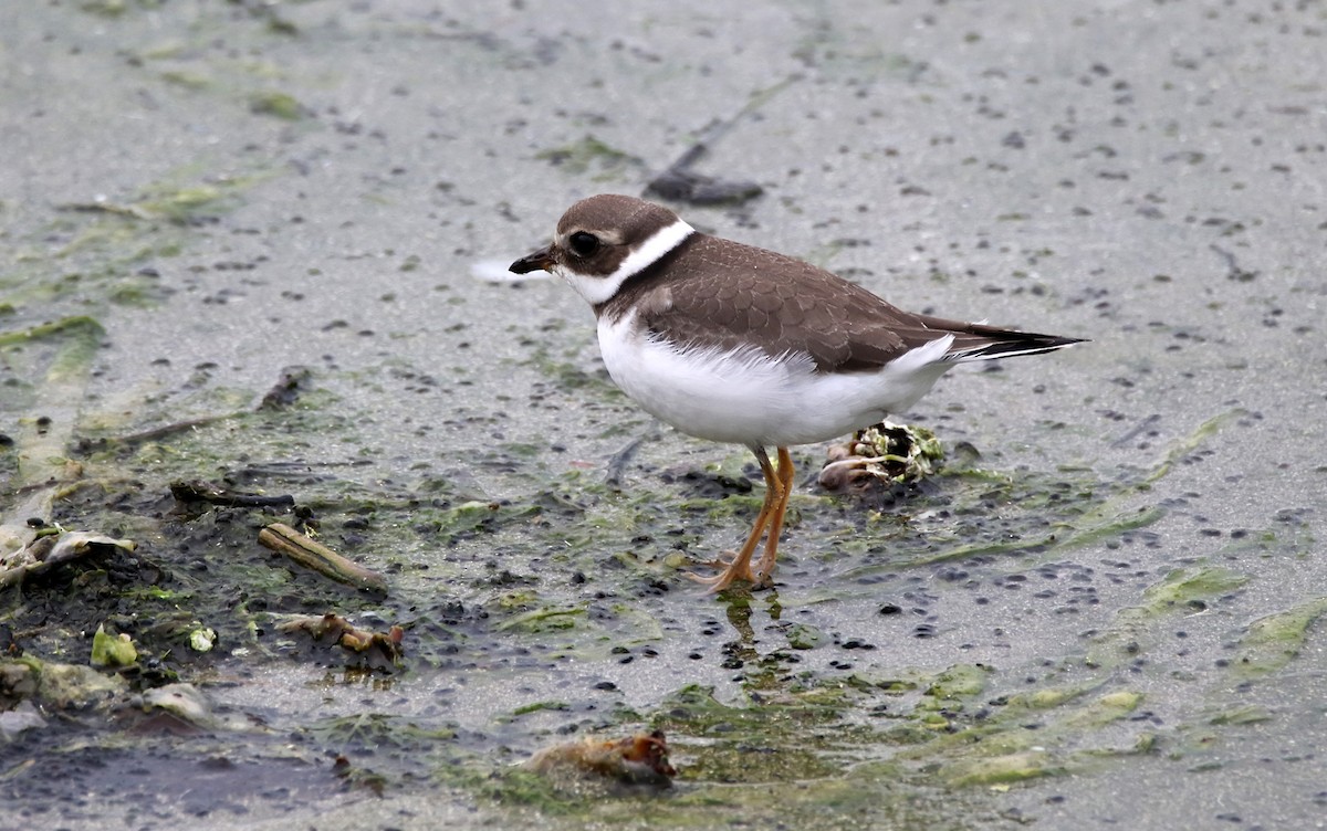 Common Ringed Plover - ML620666170