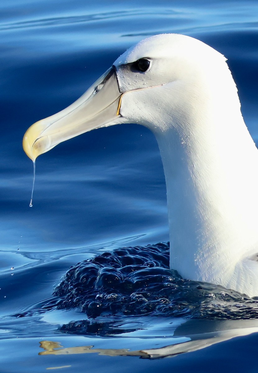 White-capped Albatross - ML620666171