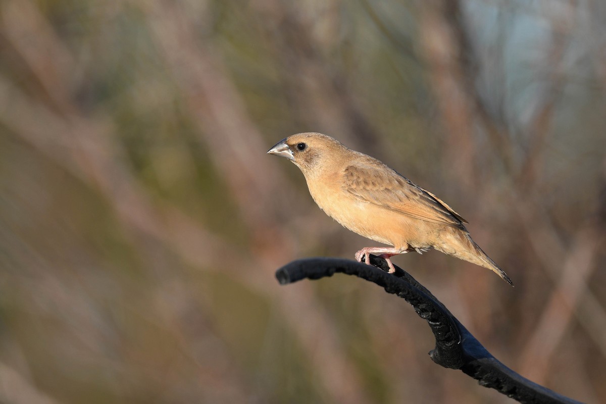 Pictorella Munia - ML620666176