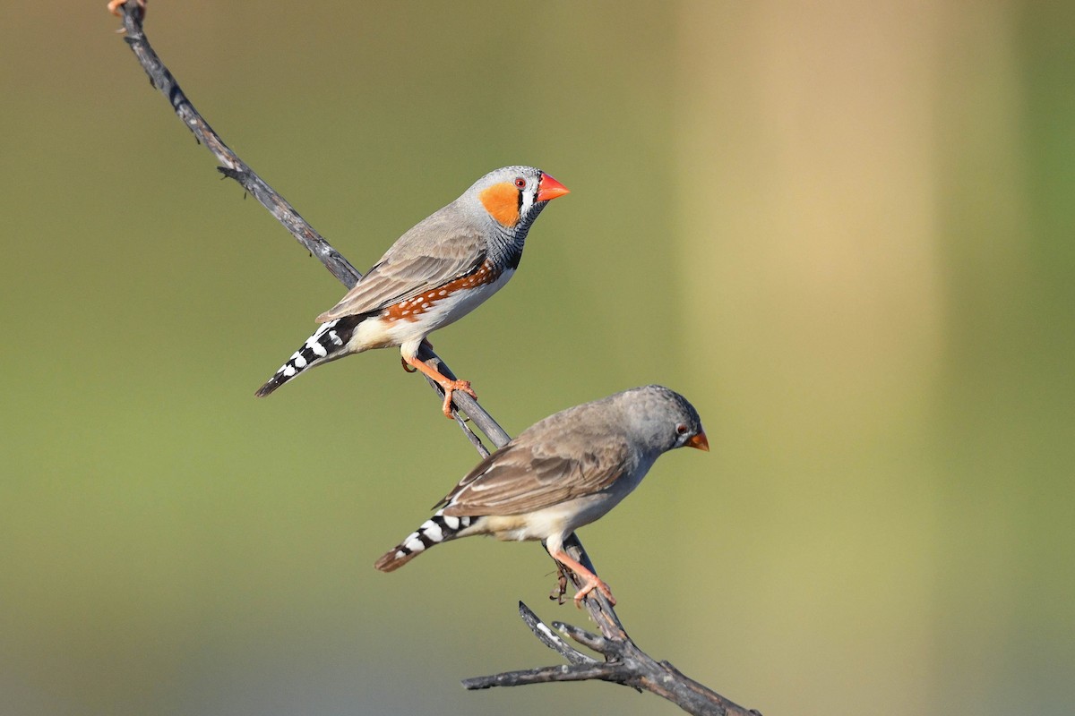 Zebra Finch (Australian) - ML620666178