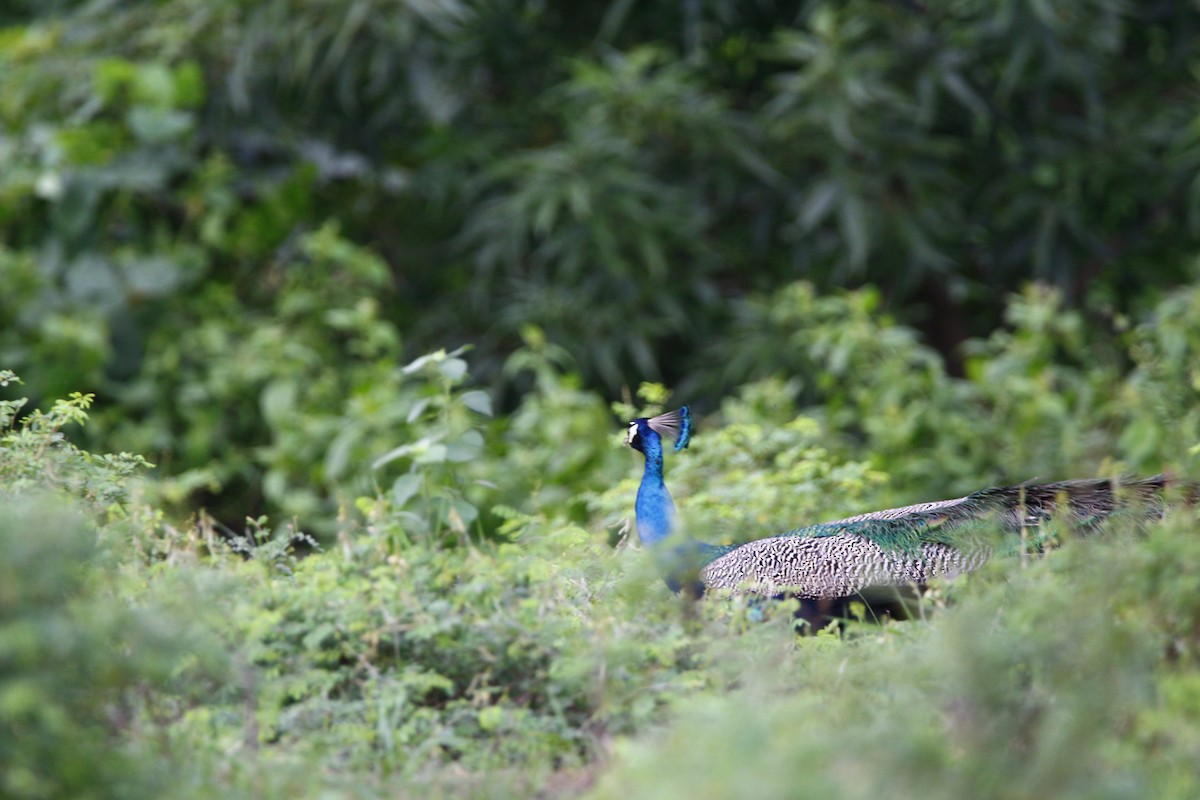 Indian Peafowl - ML620666181