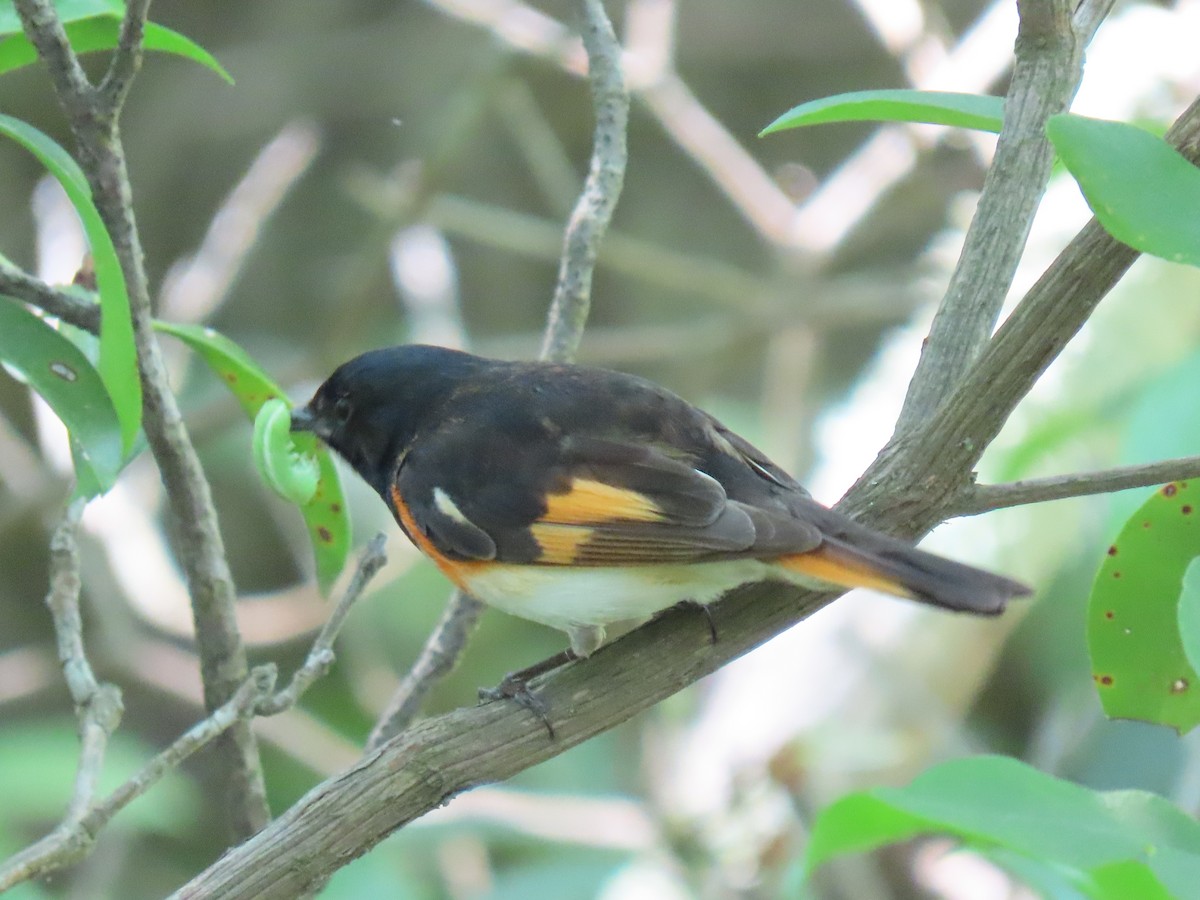 American Redstart - ML620666182