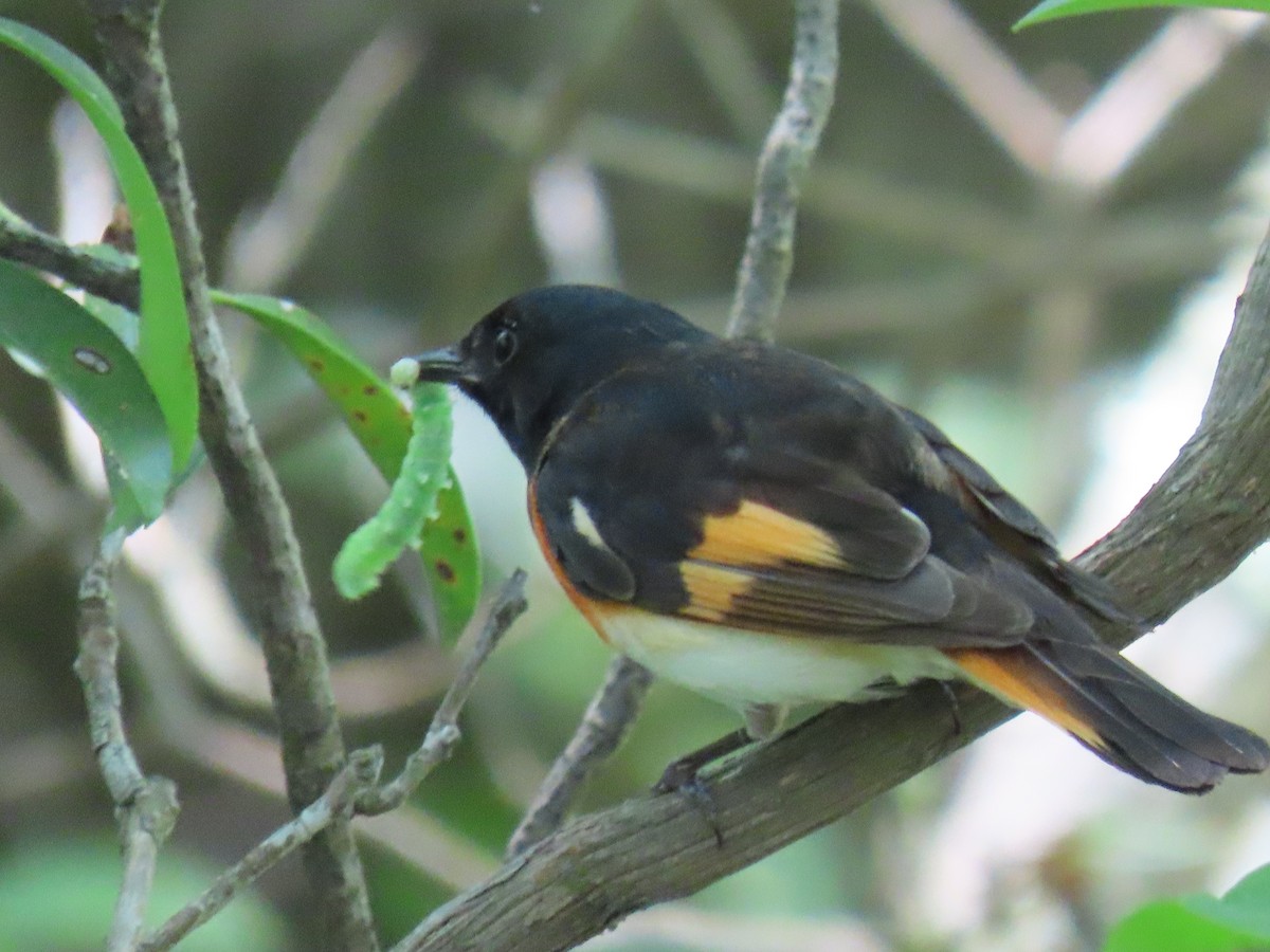 American Redstart - ML620666183