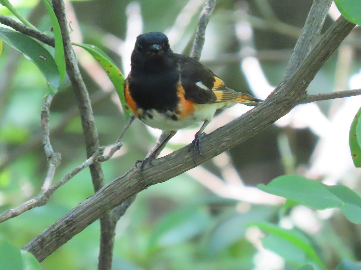 American Redstart - ML620666186