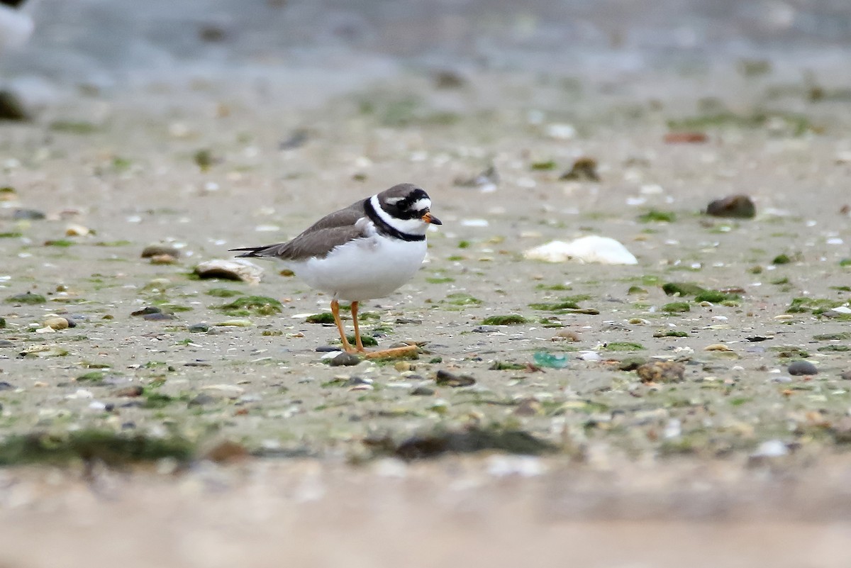 Common Ringed Plover - ML620666187