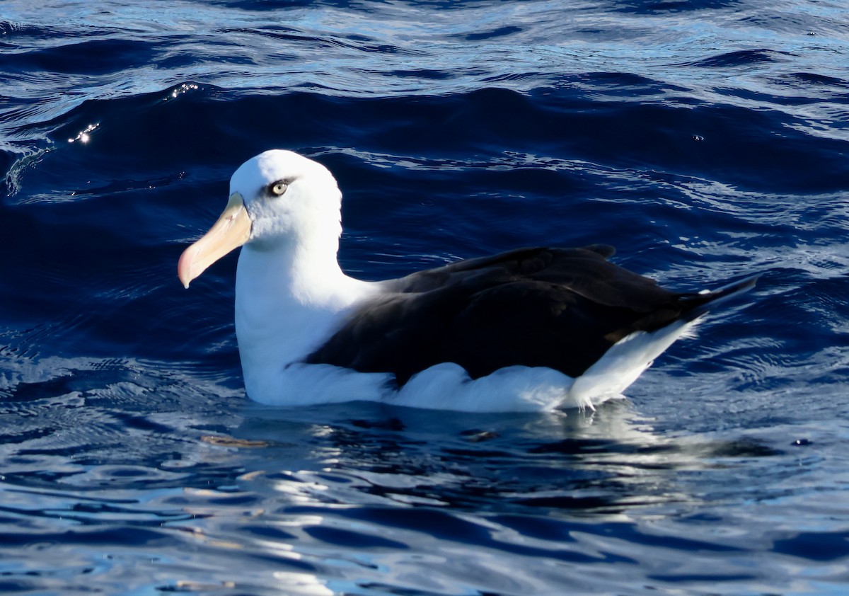 Schwarzbrauenalbatros (Campbellalbatros) - ML620666195