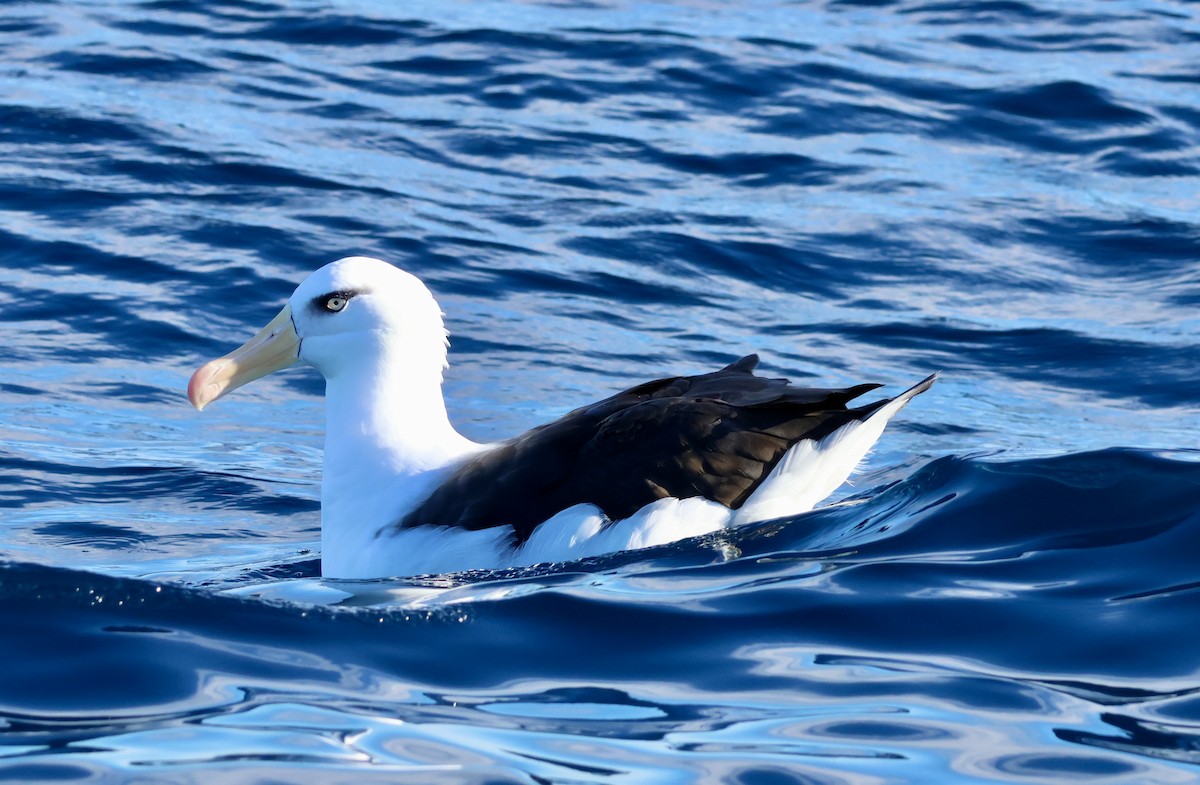 Schwarzbrauenalbatros (Campbellalbatros) - ML620666196