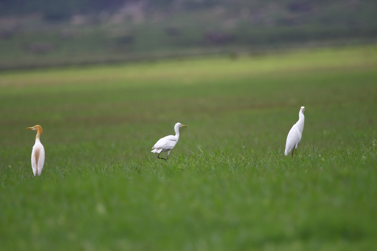 Eastern Cattle Egret - ML620666197