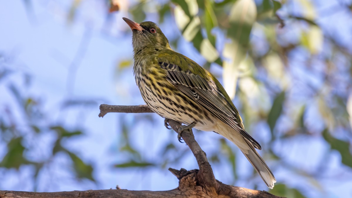 Olive-backed Oriole - ML620666198