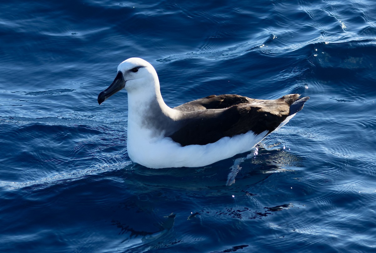 Black-browed Albatross (Black-browed) - ML620666199