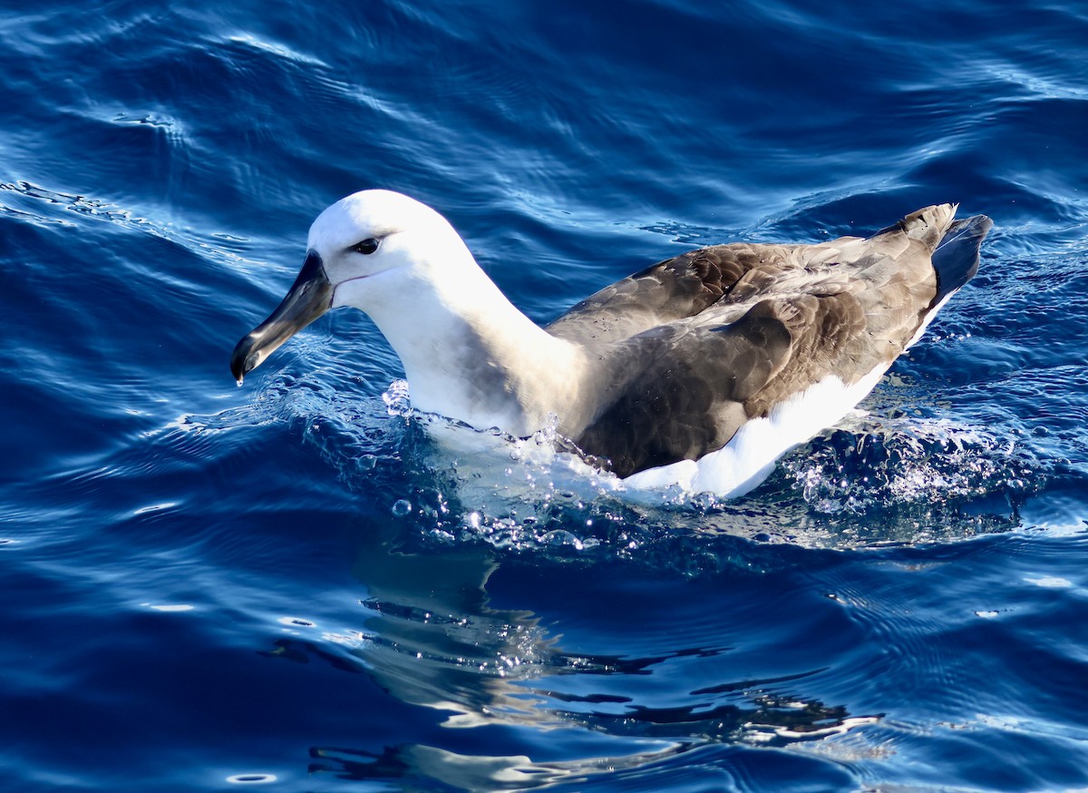 Kara Kaşlı Albatros (melanophris) - ML620666200