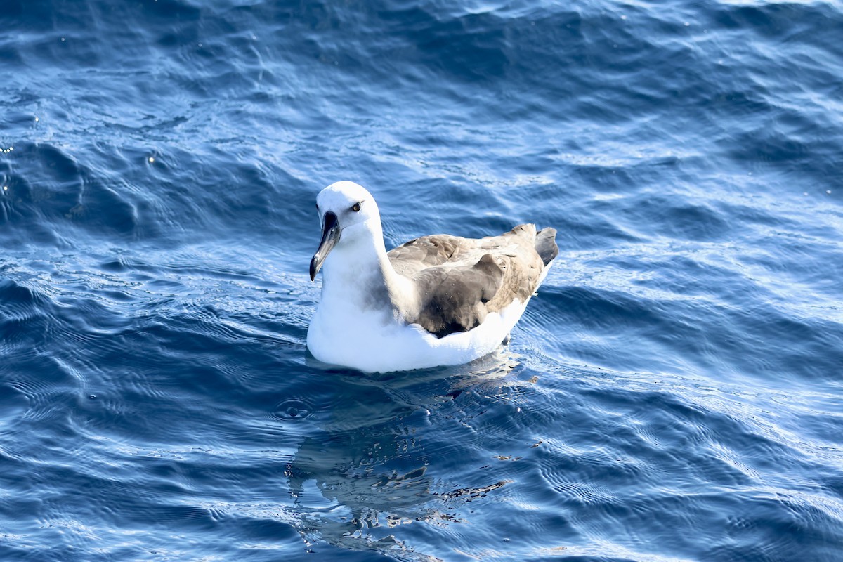 Albatros à sourcils noirs (melanophris) - ML620666201