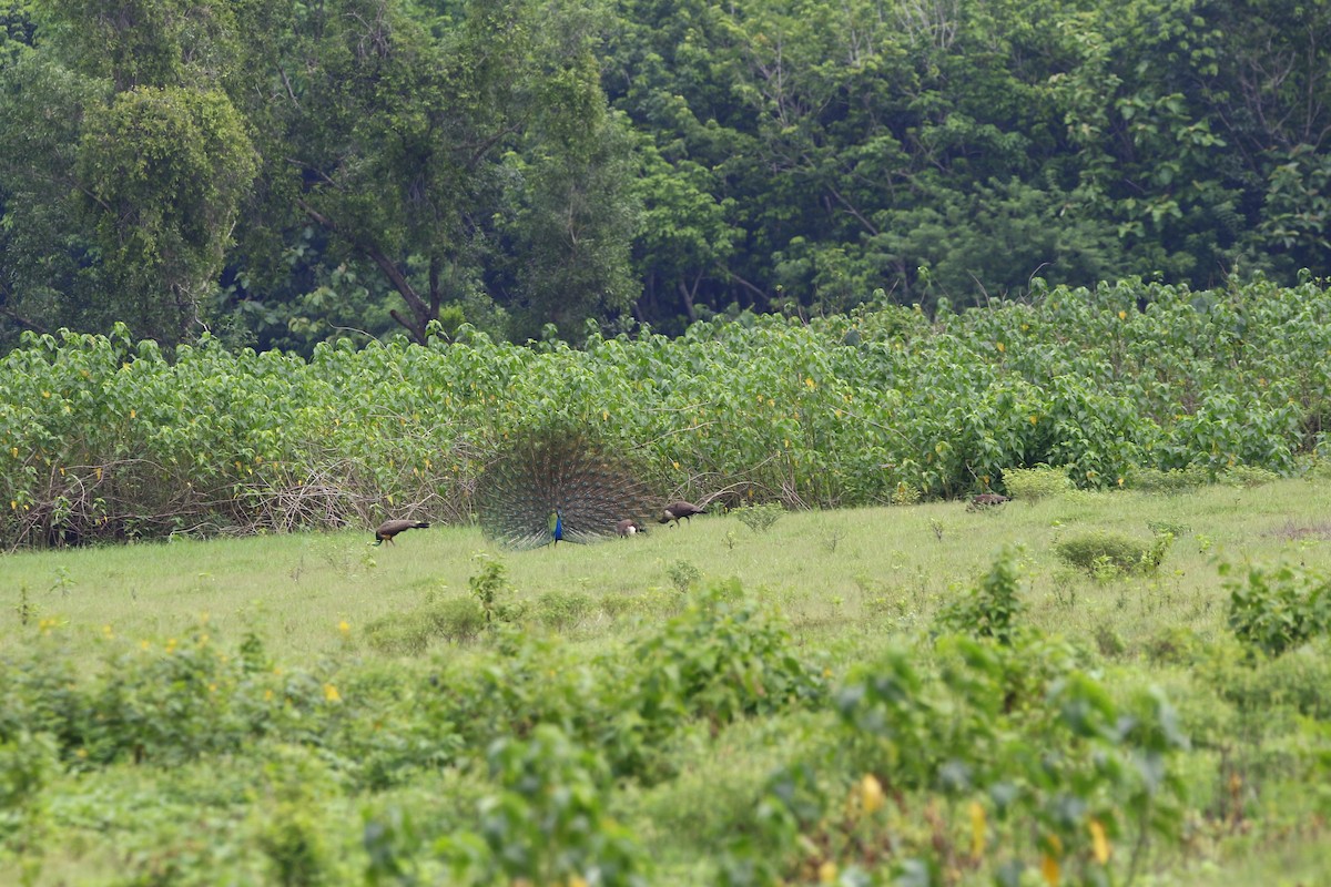 Indian Peafowl - ML620666202