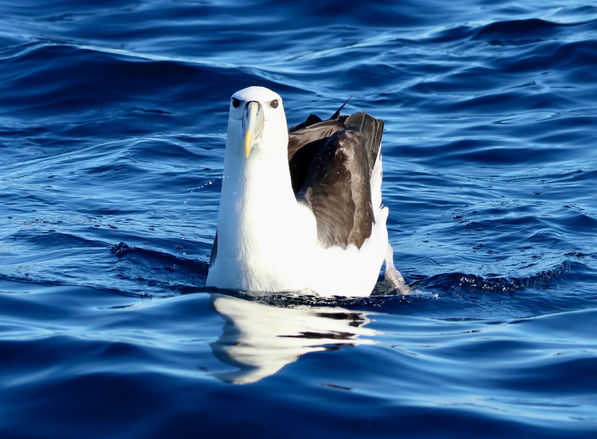 White-capped Albatross - ML620666203