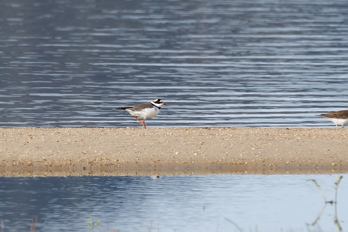 Common Ringed Plover - ML620666204