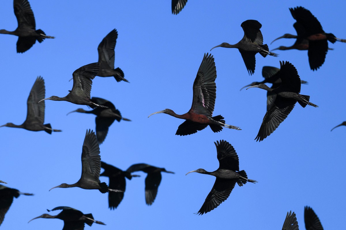 Glossy Ibis - ML620666205