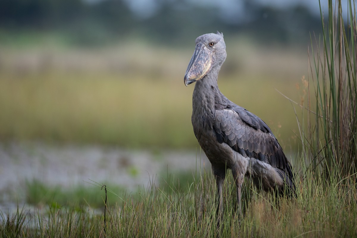 Shoebill - ML620666206