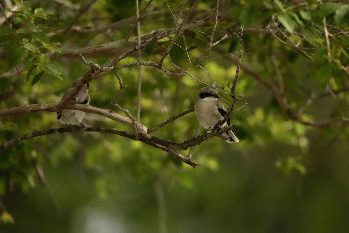 Pie-grièche migratrice - ML620666210