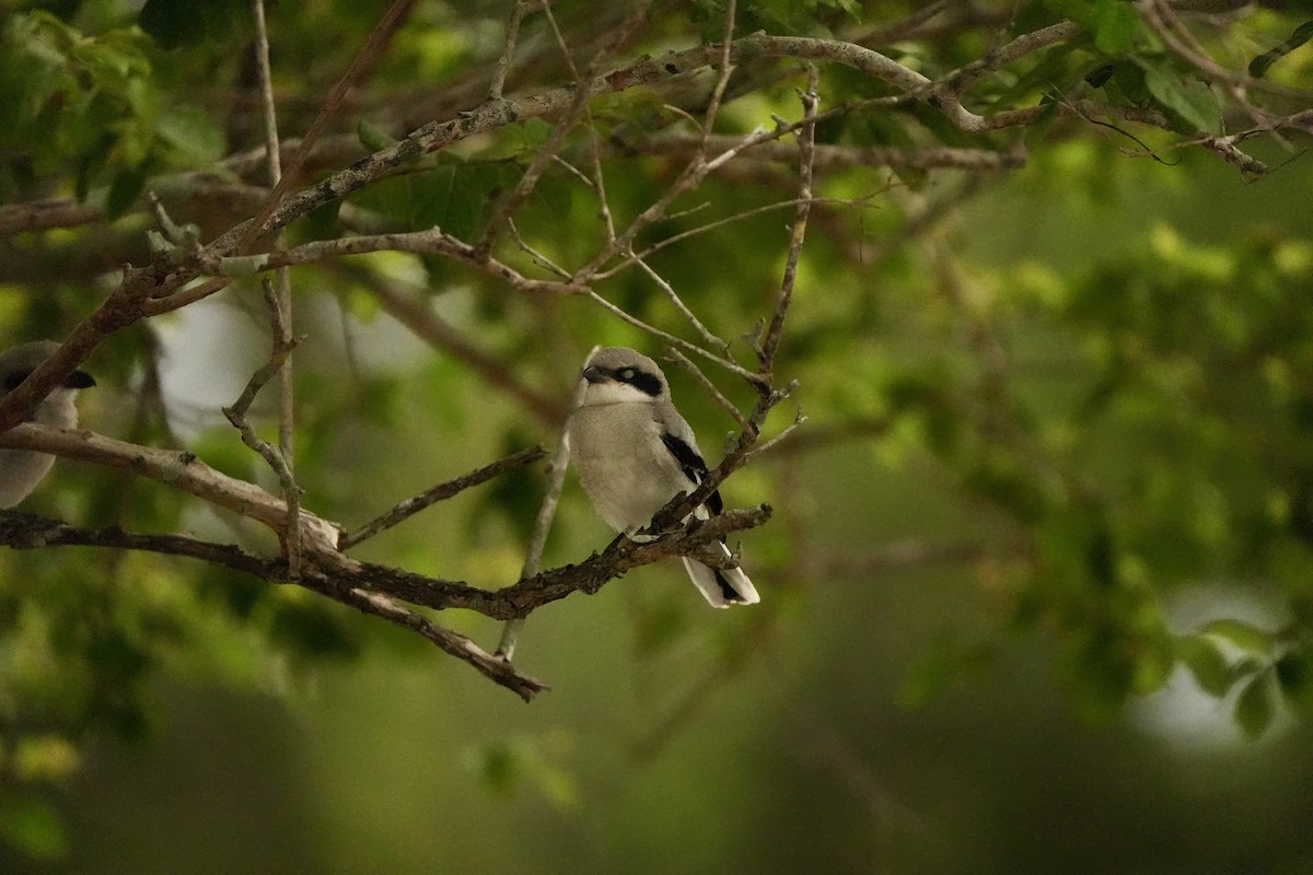 Loggerhead Shrike - Anonymous