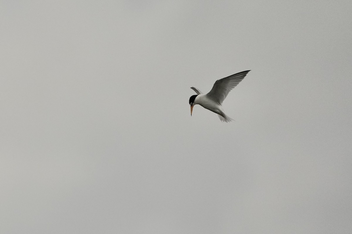 Least Tern - ML620666216