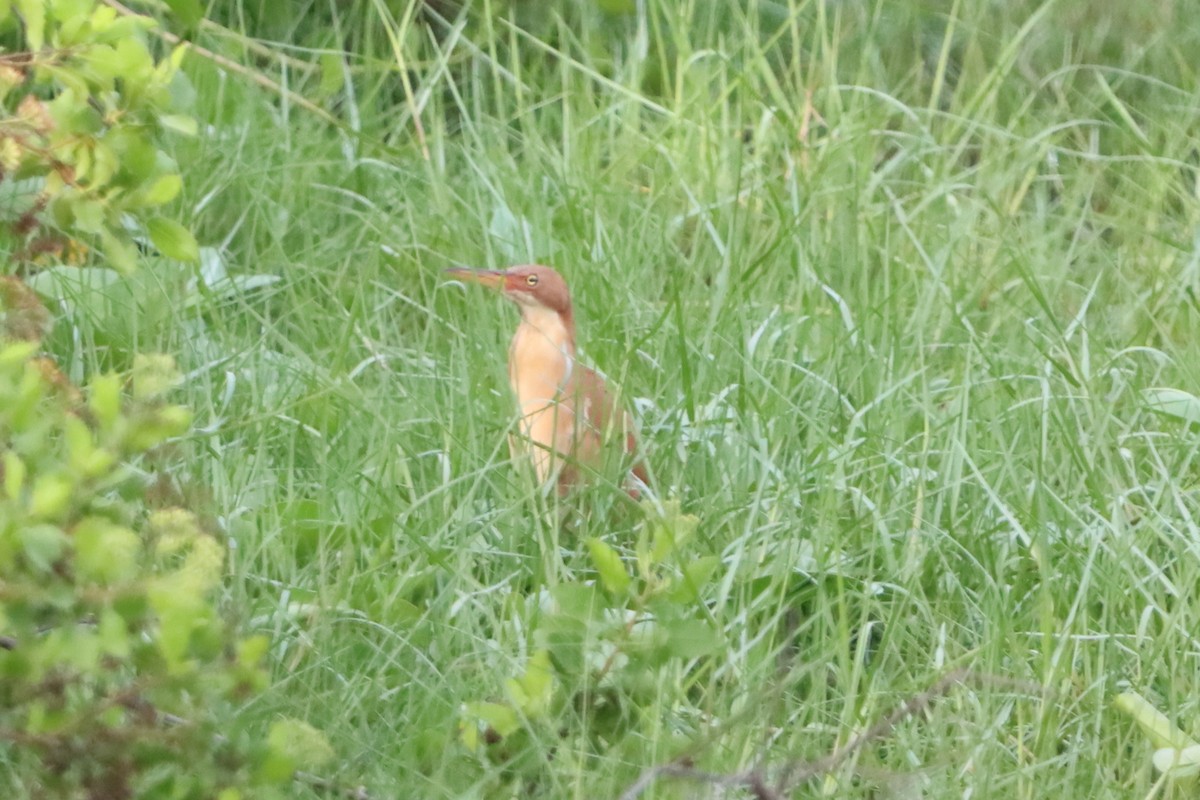 Cinnamon Bittern - David Morrison