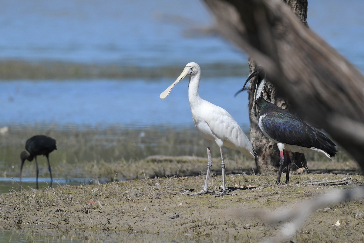 Yellow-billed Spoonbill - ML620666218