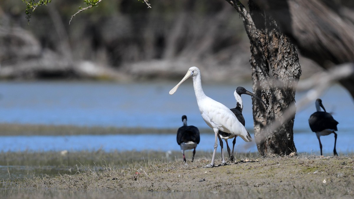 Yellow-billed Spoonbill - ML620666219