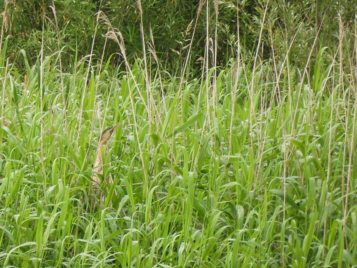 Great Bittern - ML620666220