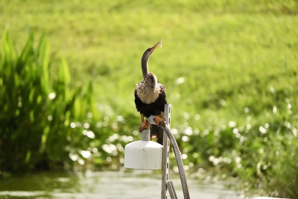 Anhinga Americana - ML620666222