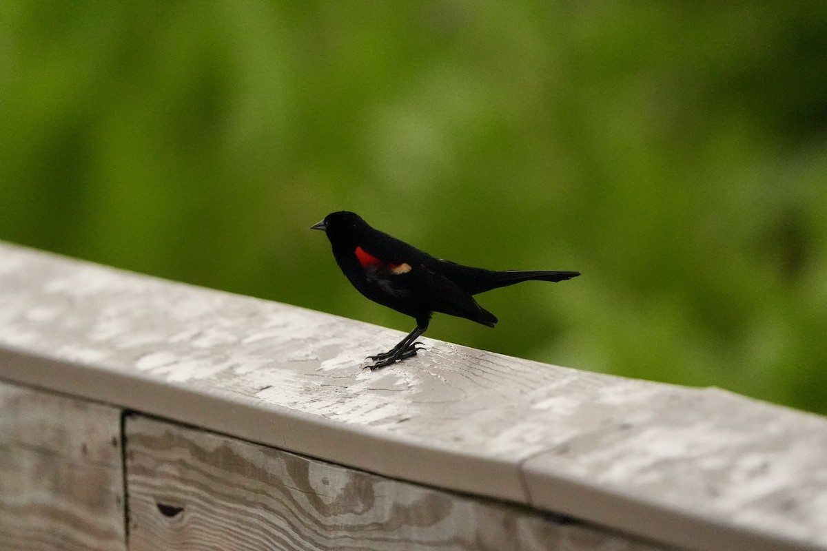 Red-winged Blackbird - ML620666223