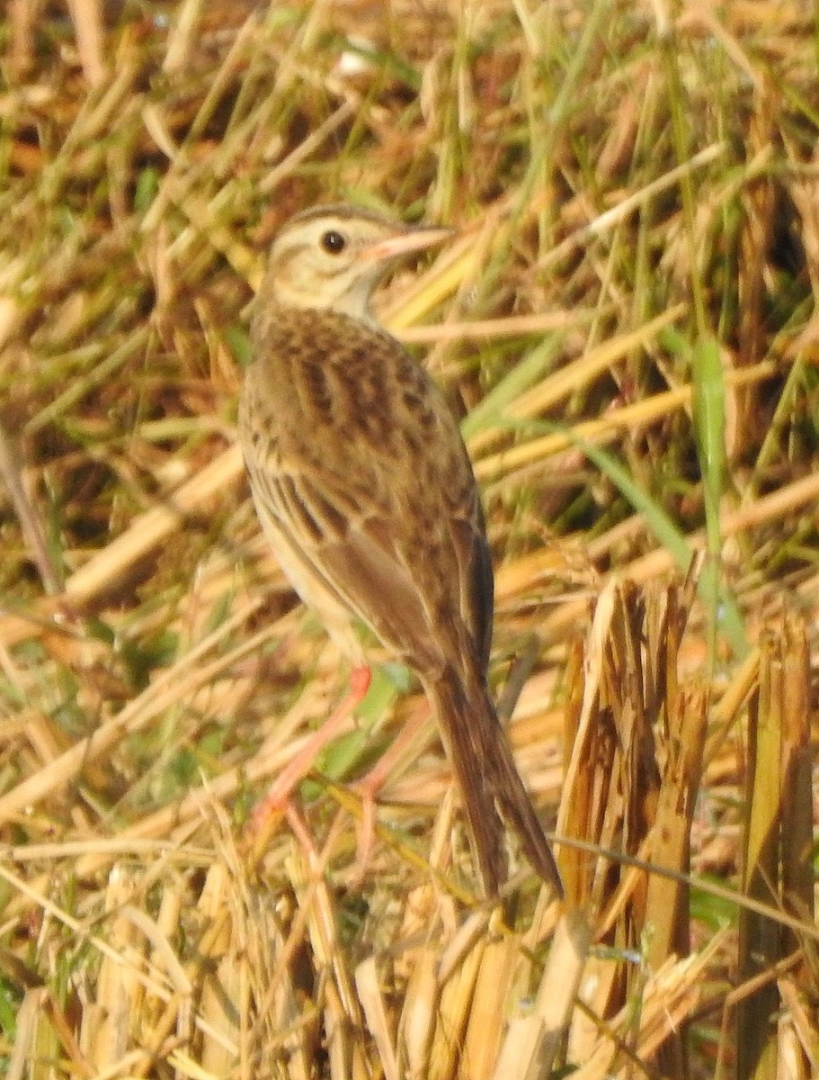 Richard's Pipit - ML620666227