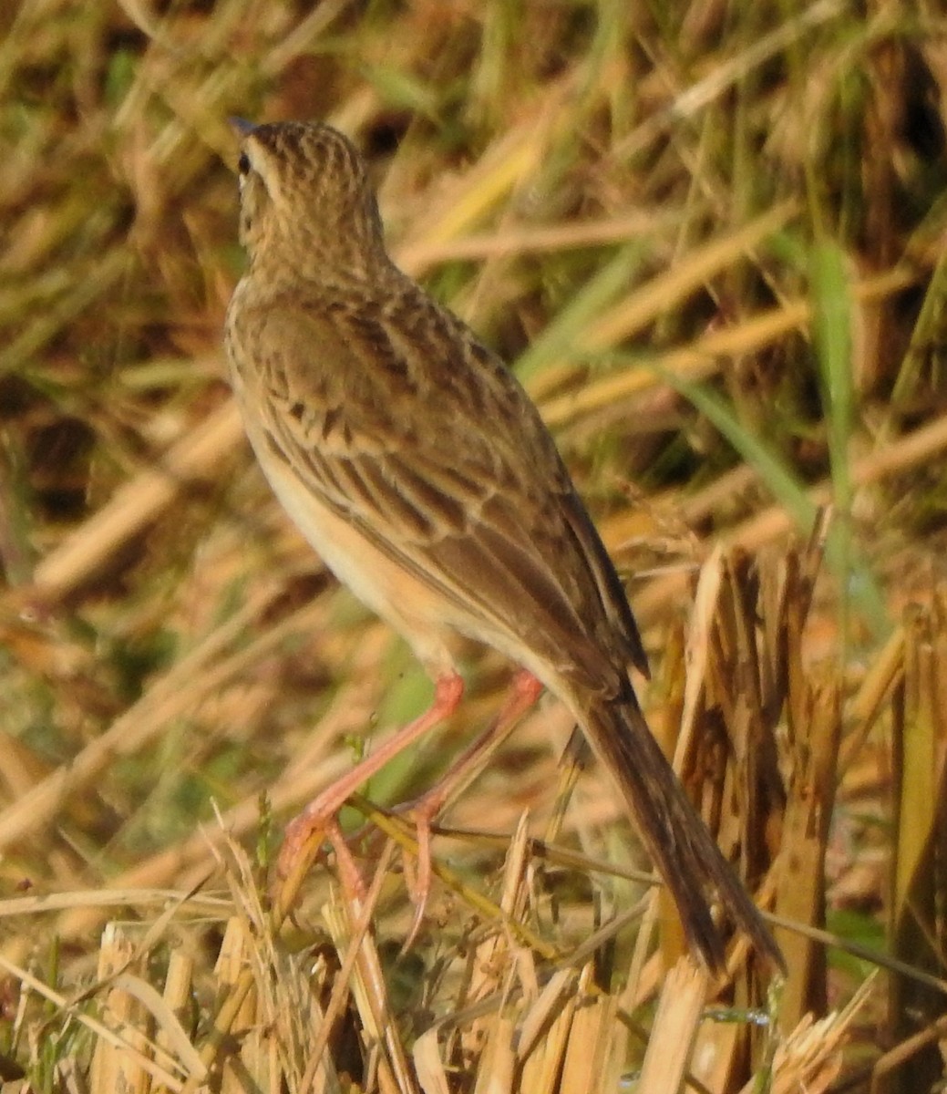 Richard's Pipit - ML620666229