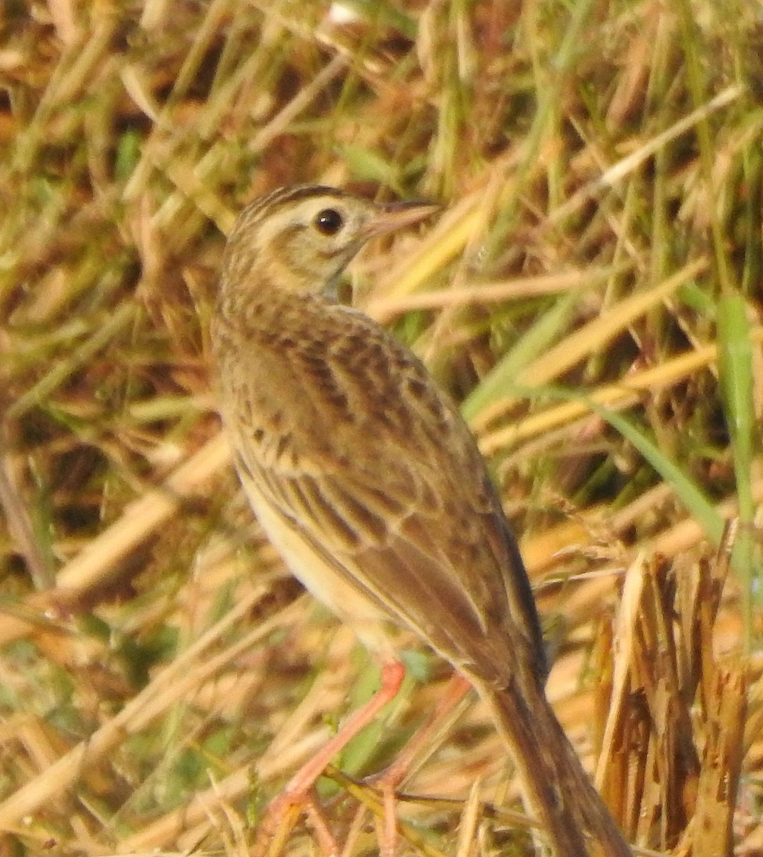 Richard's Pipit - ML620666230