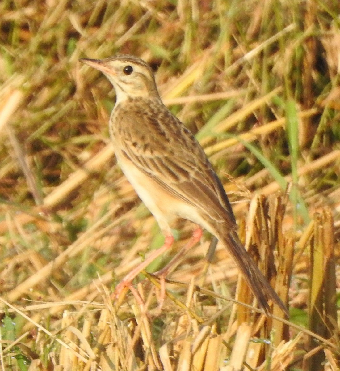 Richard's Pipit - ML620666231