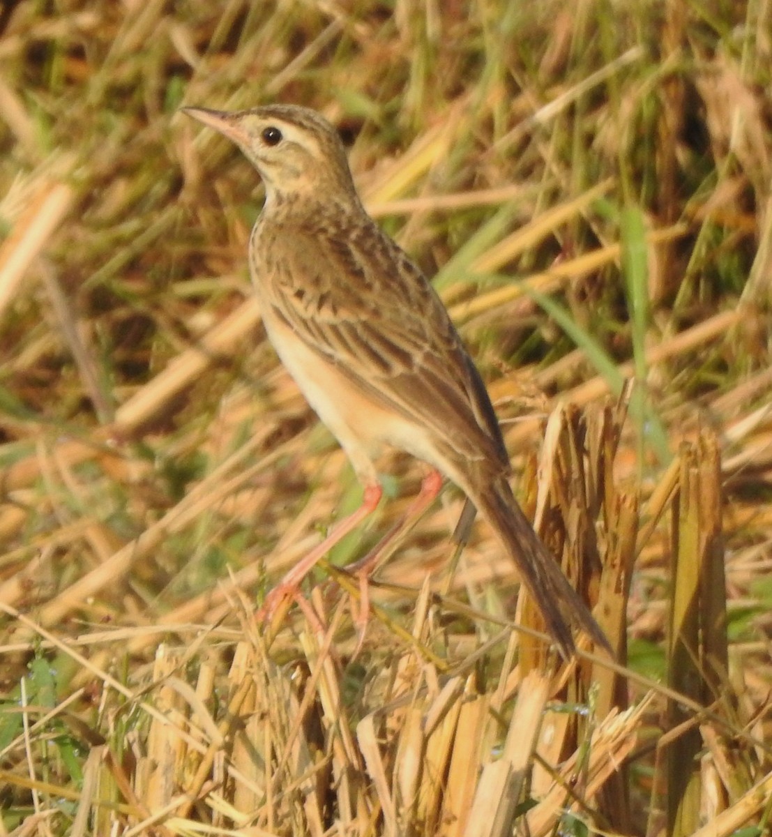 Richard's Pipit - ML620666232