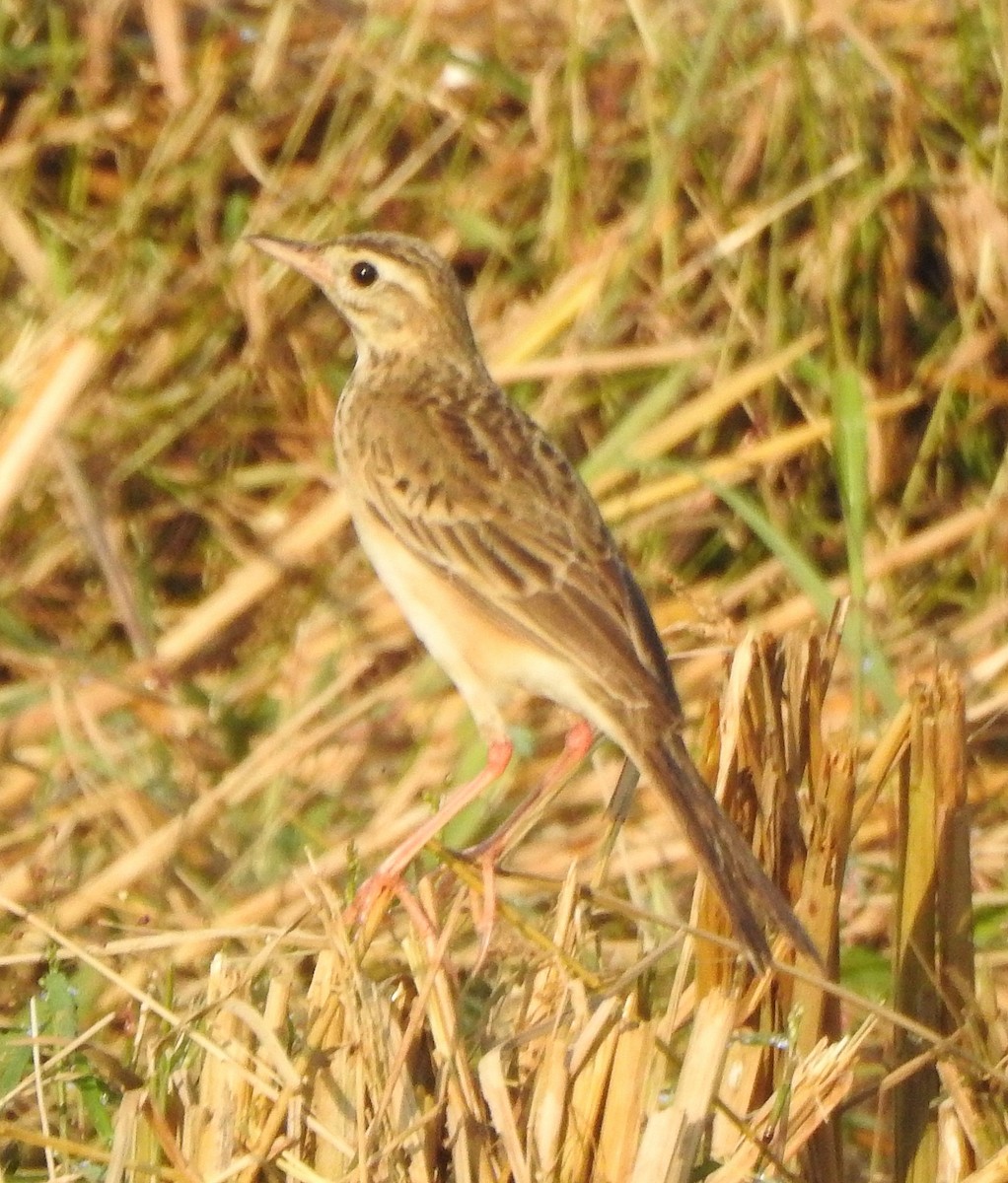 Richard's Pipit - ML620666233