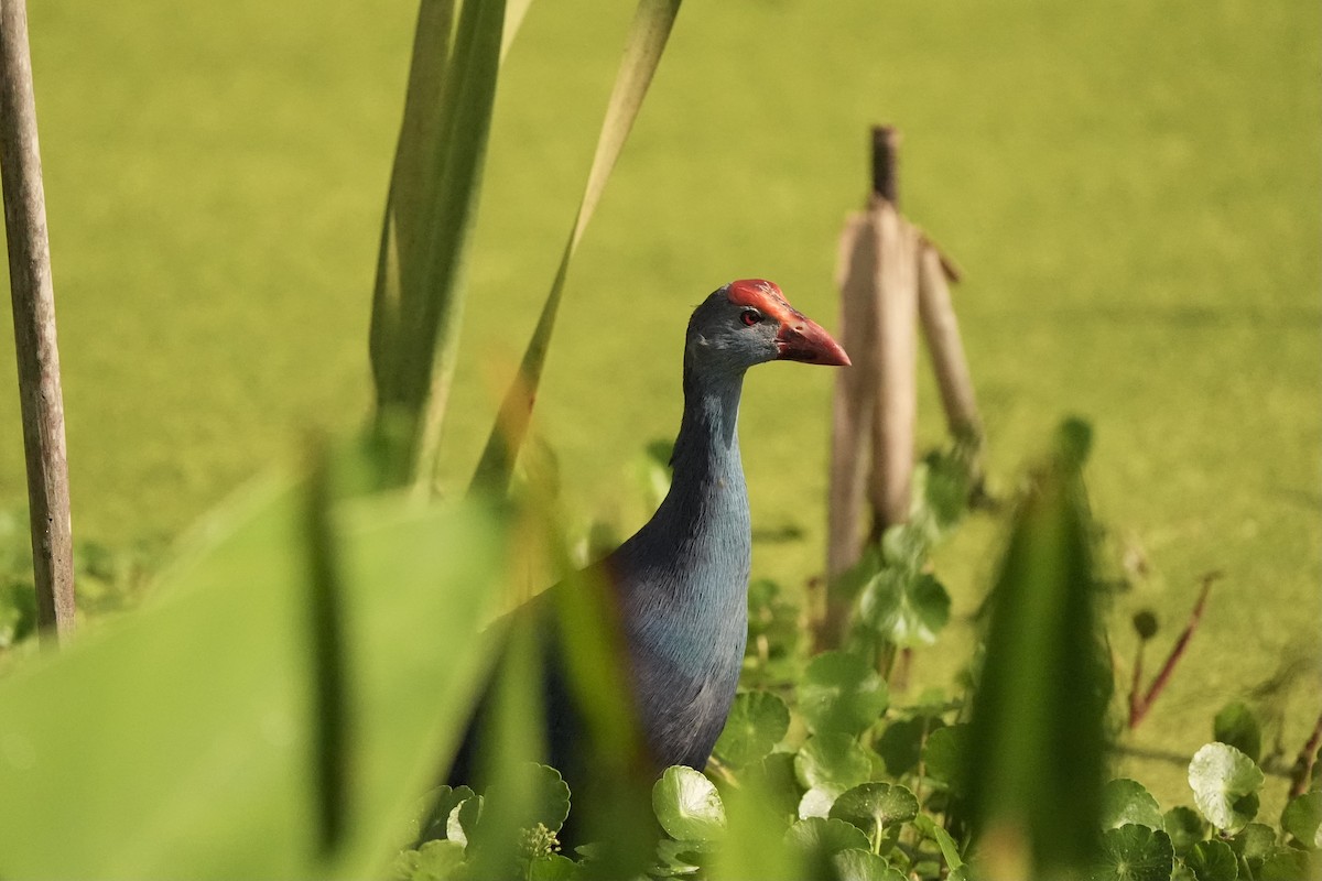 Gray-headed Swamphen - Willem Van Bergen