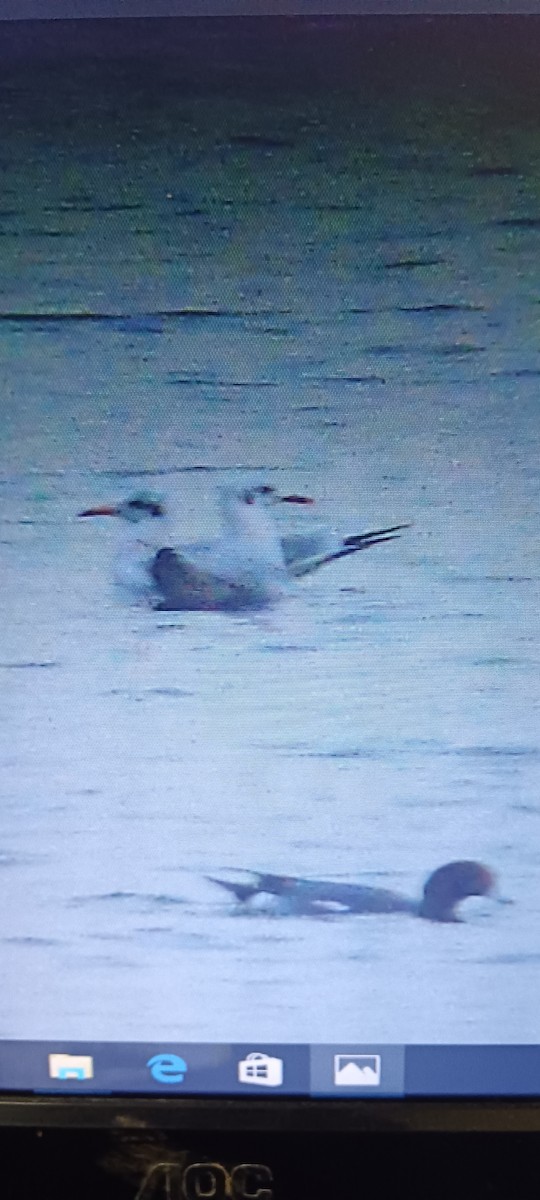 Brown-headed Gull - ML620666237