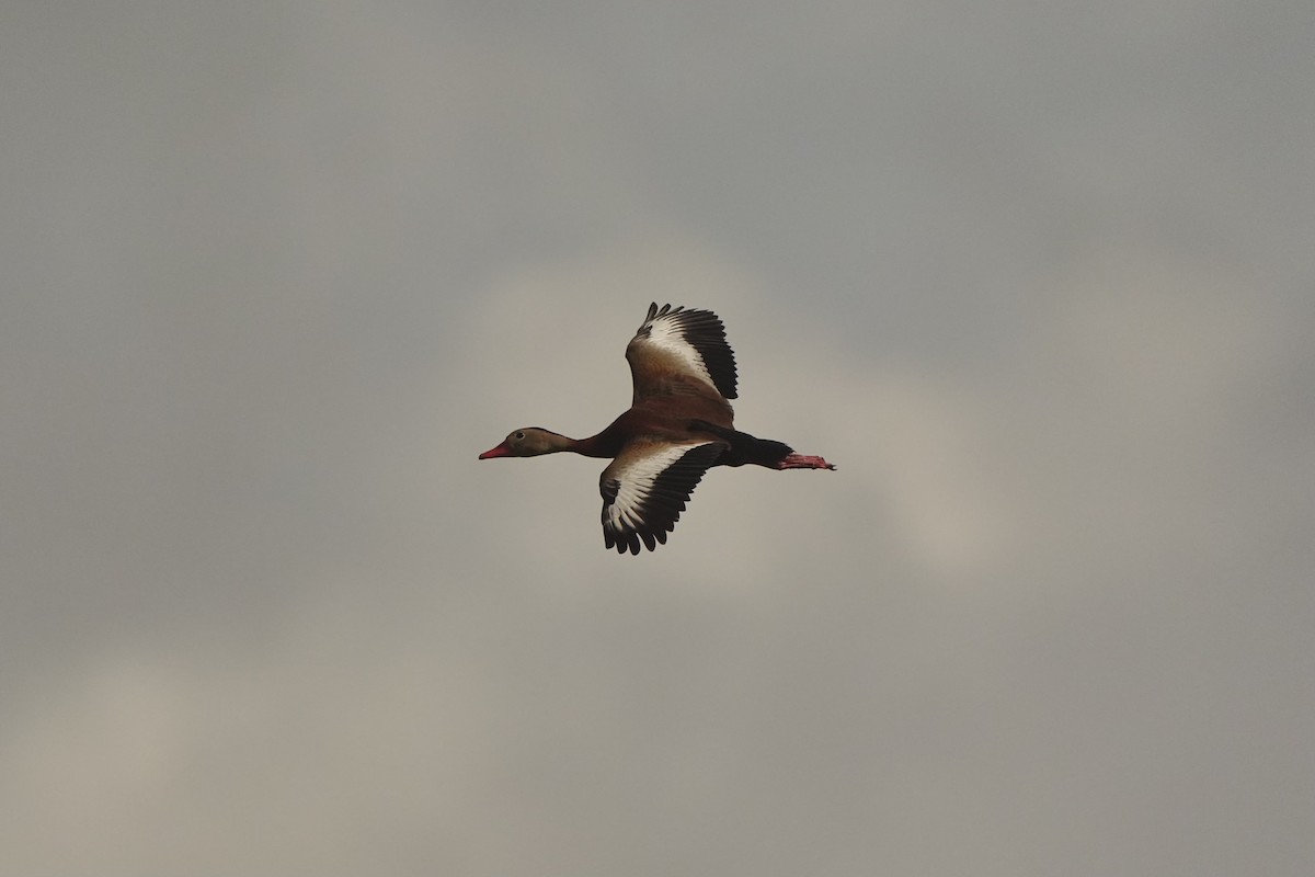 Dendrocygne à ventre noir - ML620666239