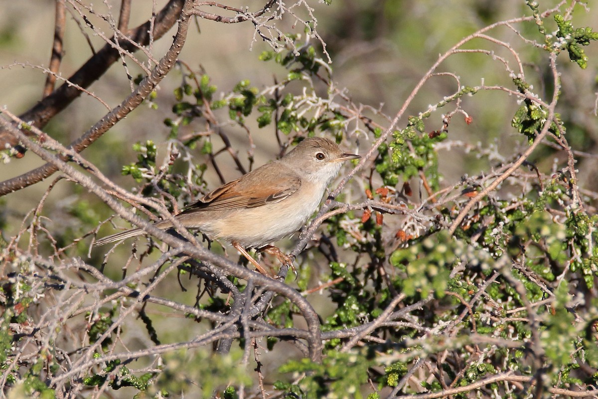 Spectacled Warbler - ML620666245