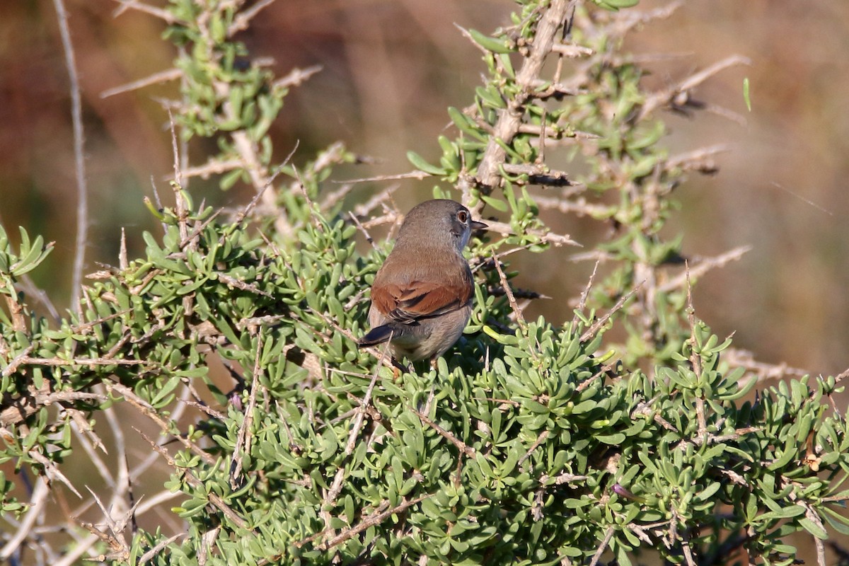 Spectacled Warbler - ML620666246