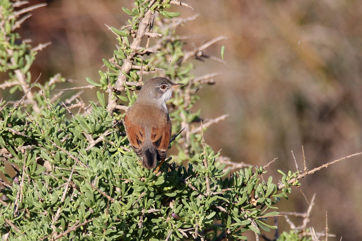 Spectacled Warbler - ML620666247