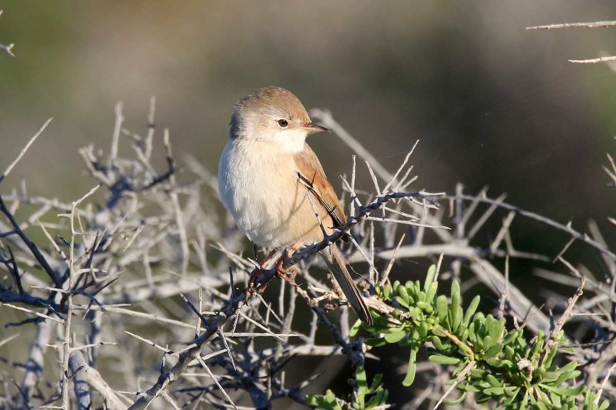 Spectacled Warbler - ML620666249