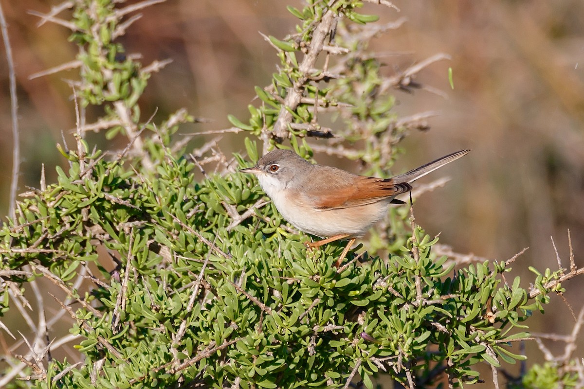 Spectacled Warbler - ML620666250