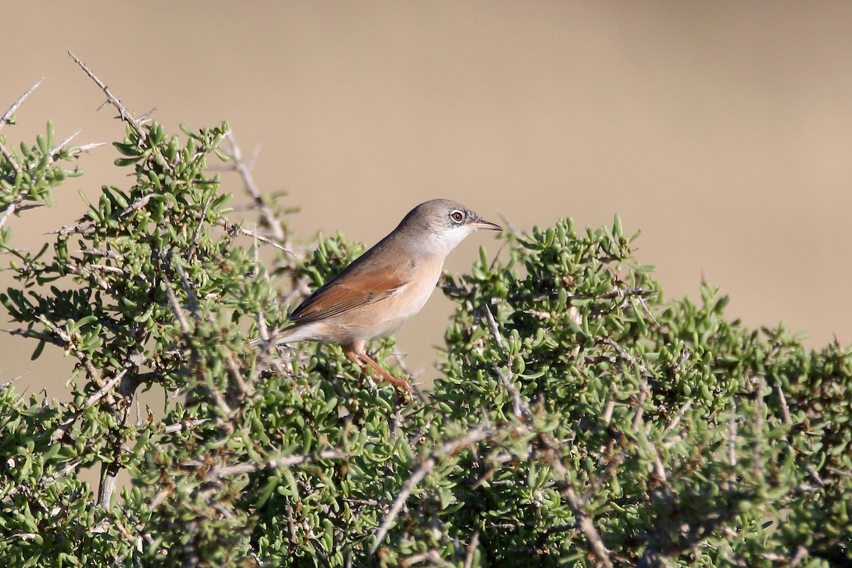Spectacled Warbler - ML620666251