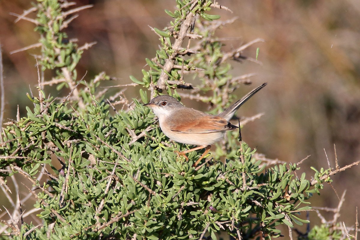 Spectacled Warbler - ML620666253