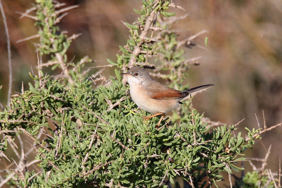 Spectacled Warbler - ML620666254