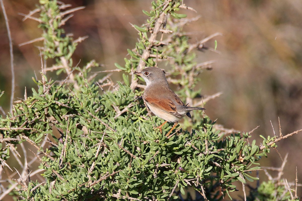 Spectacled Warbler - ML620666256