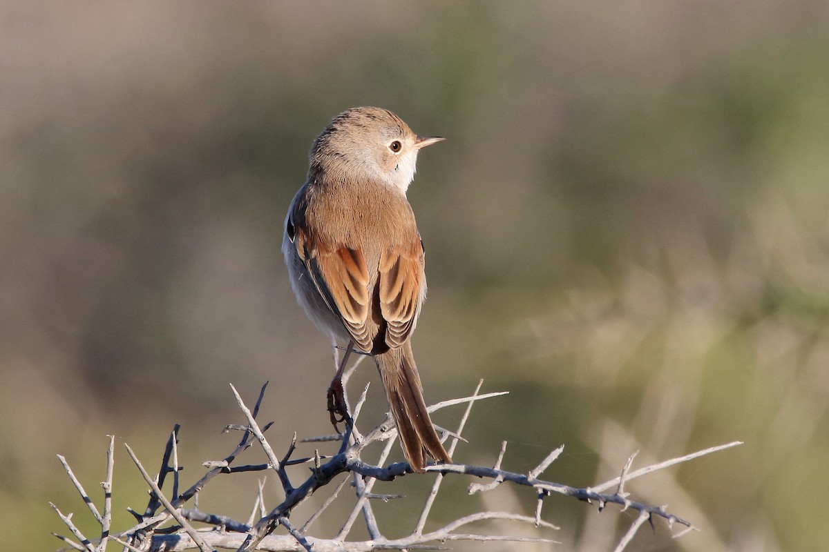 Spectacled Warbler - ML620666257